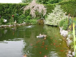 Gartenteich