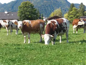 kuehe_berhammer kuehe_berhammer