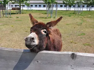 Esel auf dem Hof Esel auf dem Hof