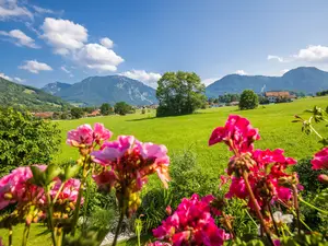 Blumen auf dem Balkon / Sommer in Ruhpolding