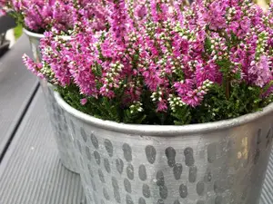 Blumen Blumen