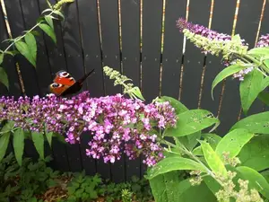 Garten Garten