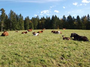 Gemeinsamer Weidegang