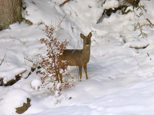 Reh im Garten Haus Sonneck