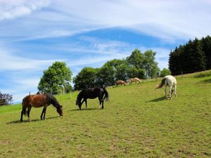 Ferienbauernhof Voß in Lenne - Sauerland