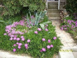 viel Blumen bei Strand