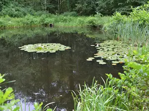 Fischteich 1