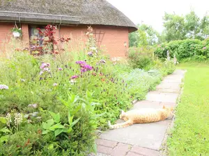 Sommerblumen und Kater Alfred Sommerblumen und Kater Alfred