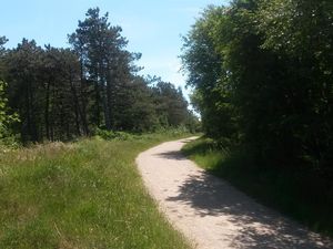 Wald in Böhl