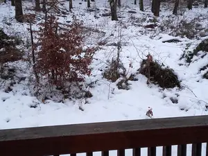 Balkon mit Blick in den Wald