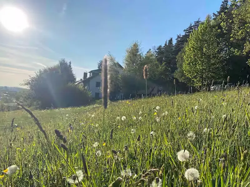 Wiese hinterm Haus Wiese hinterm Haus