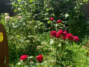 Garten3 Garten3