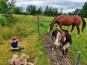 Erlebnishof Dreyer Streichelzoo mit Pferd und Esel