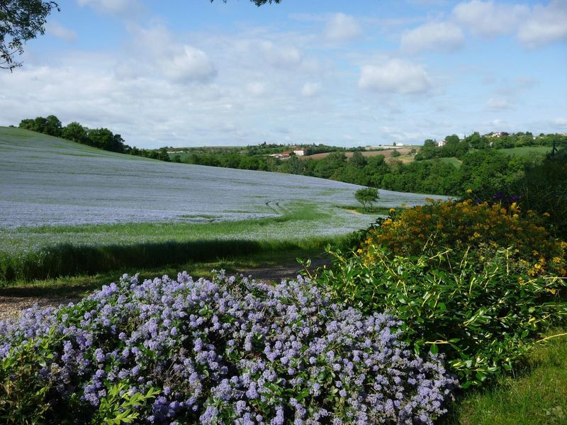 Grand Rosier- Les Amourens G1524 - Castelnau Lévis