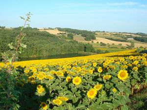 Tournesols_et_lac