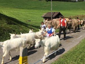 Die Sennen ziehen direkt beim Hof vorbei mit den Kühen und Geissen z`Alp