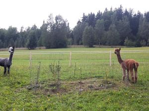 Alpakas auf der Weide