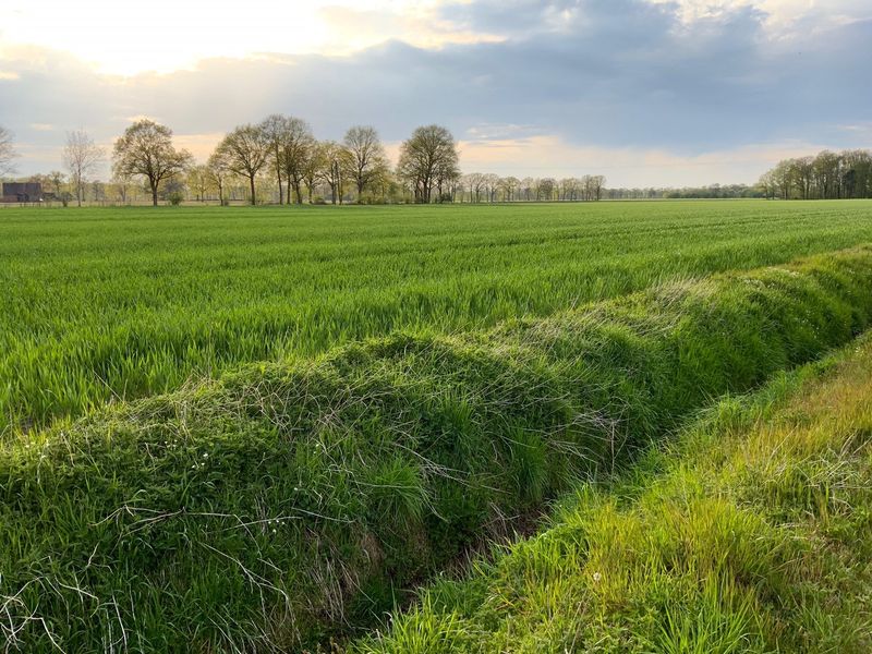 Blick ins Grüne