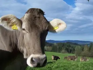 braunvieh braunvieh