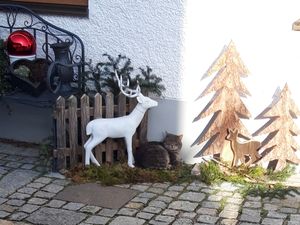 Katze vorm Haus