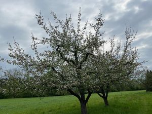 Blick in den Obstgarten