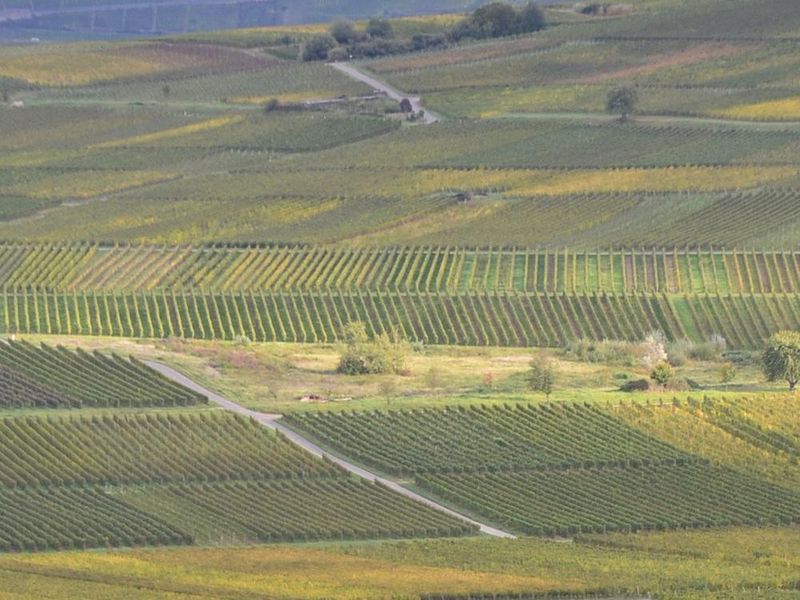 Umgeben von Weinbergen