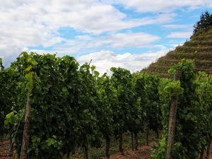 Blick auf die Weinberge vor der Ferienwohnung