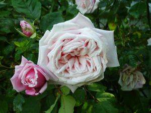 alte Rosensorten im Garten