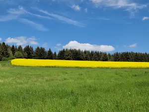 leuchtend gelber Raps