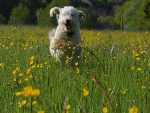 Hofhund_Bruno