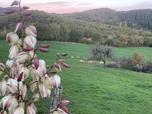 SERENE LES VACHES