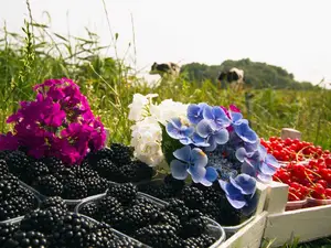 frische Früchte