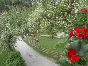 Biobauernhof Hecherhof Thiersee Balkon