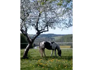 Aussicht mit Pferd Aussicht mit Pferd