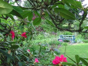 Rhododendronblüte im Garten