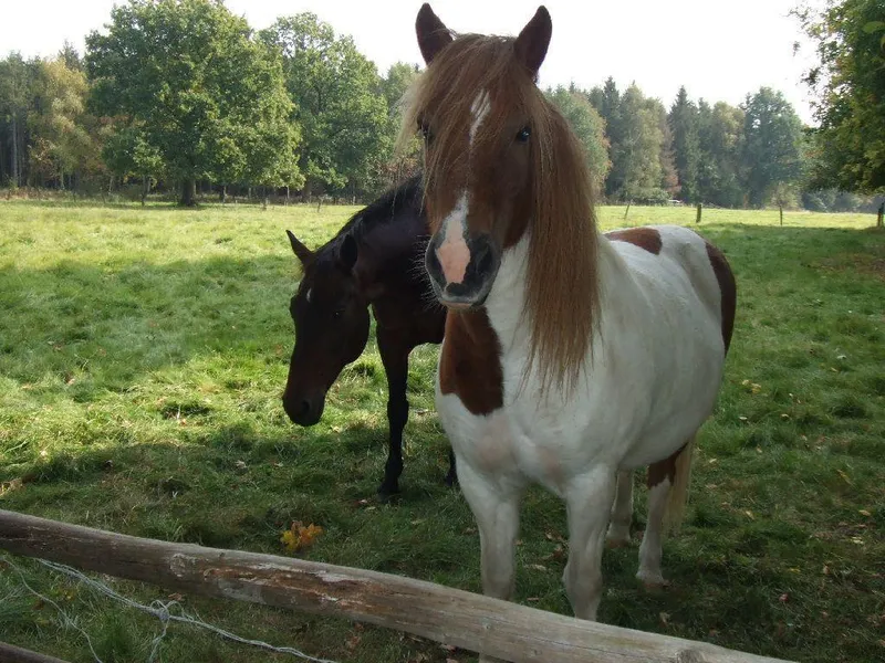 Pferde Pferde