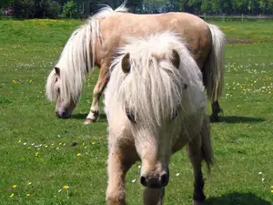 Fee und Kasper