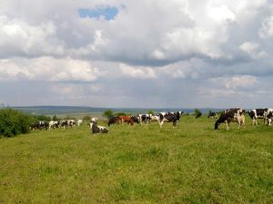 Kühe auf der Weide