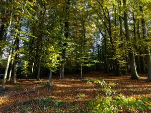 Wald