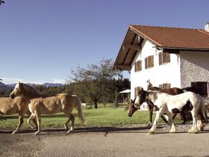 Pferde am Huberhof