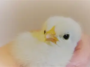 Küken Küken
