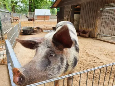 tiergehege_buntes_bentheimerschwein