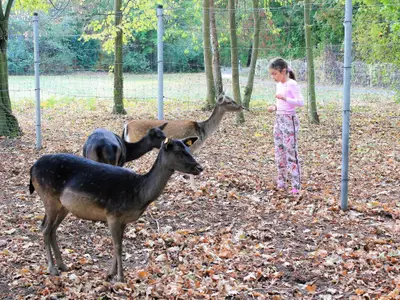 tiergehege_im_herbst