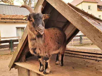 tiergehege_ziegenstreichelzoo