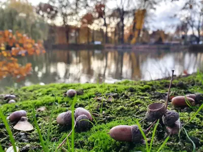 tiergehege_eicheln_am_teich