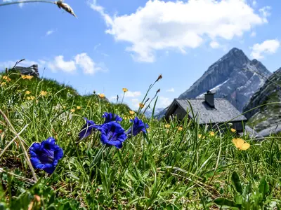 Enzianblüte Sommer Berge